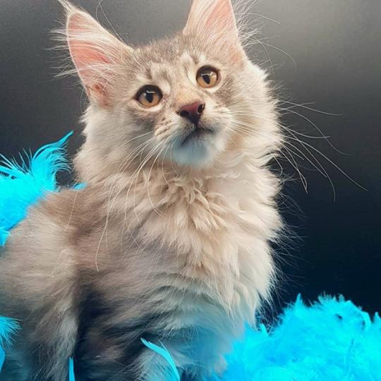 Tekoa 💙 De Ci'Varone Mâle Norvégien