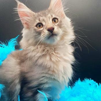 chaton Norvégien blue blue tortie silver blotched tabby Tekoa 💙 Chatterie de Ci'Varone