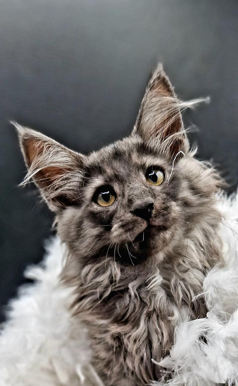 Toruk 🤍 De Ci'Varone Mâle Norvégien