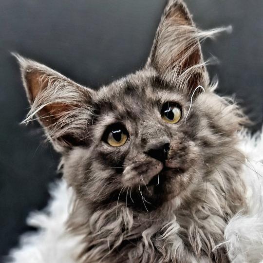 Toruk 🤍 De Ci'Varone Mâle Norvégien