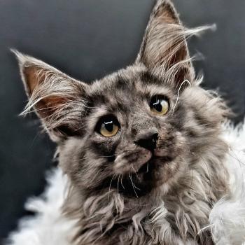 chaton Norvégien black smoke Toruk 🤍 Chatterie de Ci'Varone