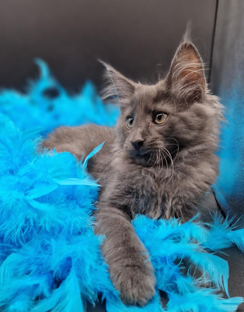 Tsantu 💙 De Ci'Varone Mâle Norvégien