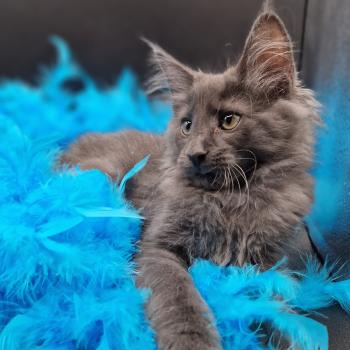 Tsantu 💙 De Ci'Varone Mâle Norvégien