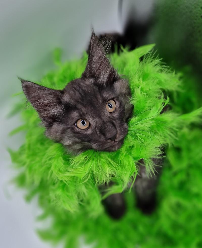 Tsu'Tey 💚 De Ci'Varone Mâle Norvégien