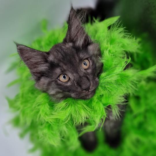 Tsu'Tey 💚 De Ci'Varone Mâle Norvégien