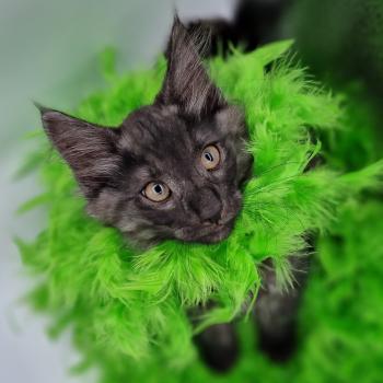 Tsu'Tey 💚 De Ci'Varone Mâle Norvégien