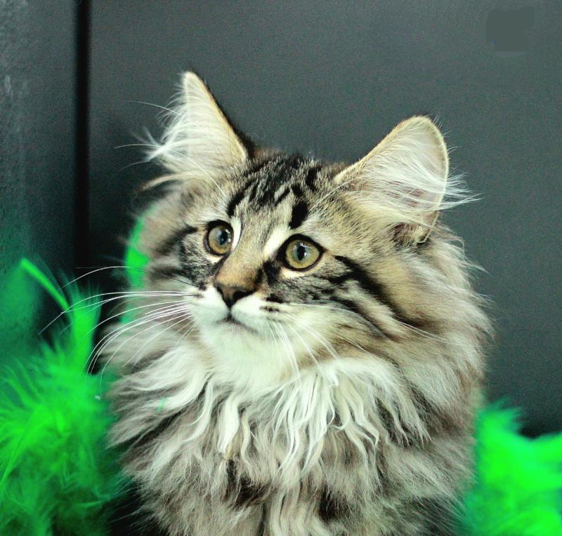 Udine 💚 De Ci'Varone Femelle Norvégien