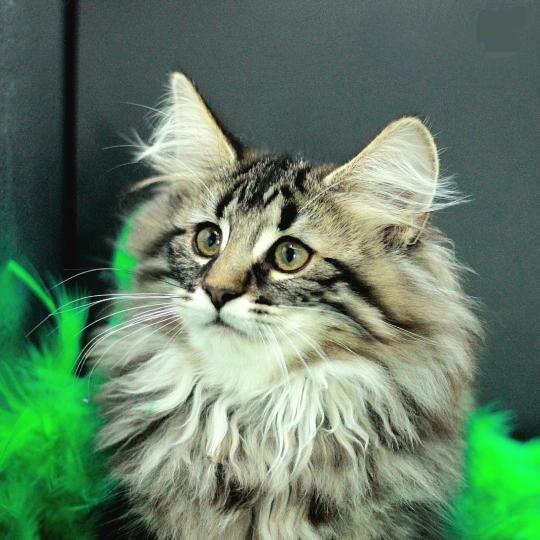 Udine 💚 De Ci'Varone Femelle Norvégien