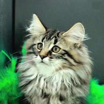 Udine 💚 De Ci'Varone Femelle Norvégien