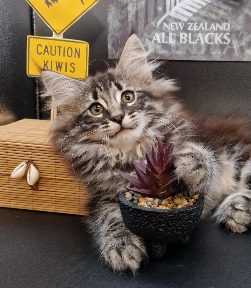 Ulco 💛 De Ci'Varone Mâle Norvégien