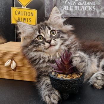 chaton Norvégien brown blotched tabby Ulco 💛 Chatterie de Ci'Varone