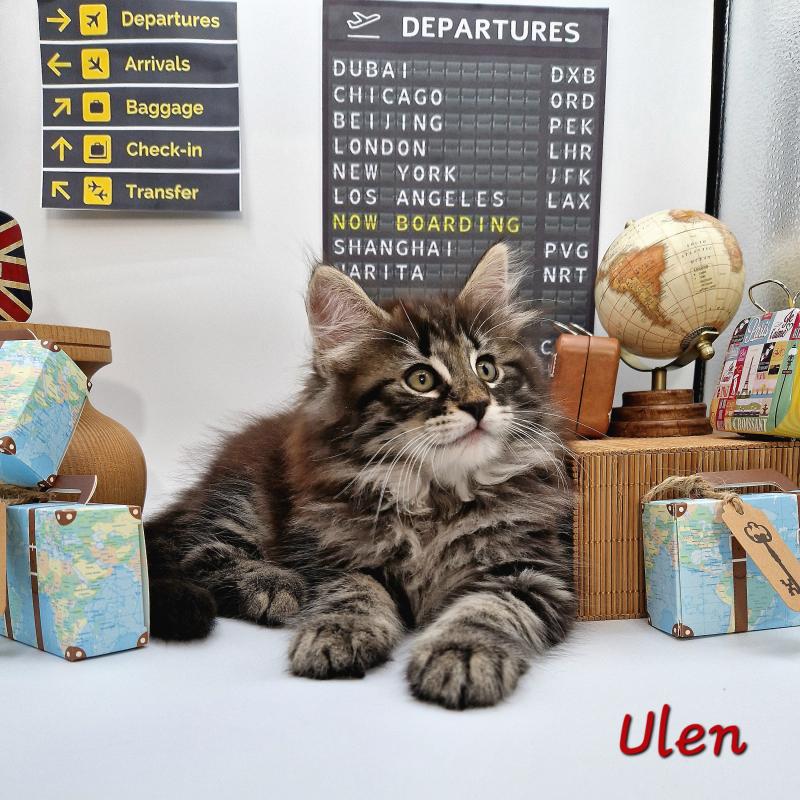 Ulen ❤️ De Ci'Varone Mâle Norvégien