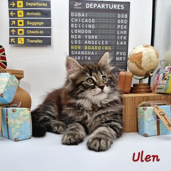 Ulen ❤️ De Ci'Varone Mâle Norvégien