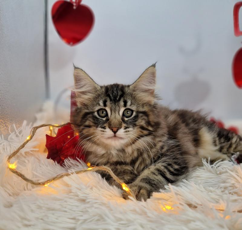 Una Cara ❤️ De Ci'Varone Femelle Norvégien