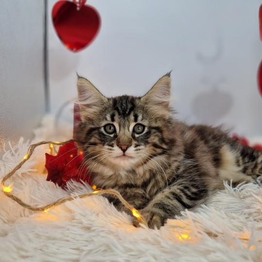 Una Cara ❤️ De Ci'Varone Femelle Norvégien