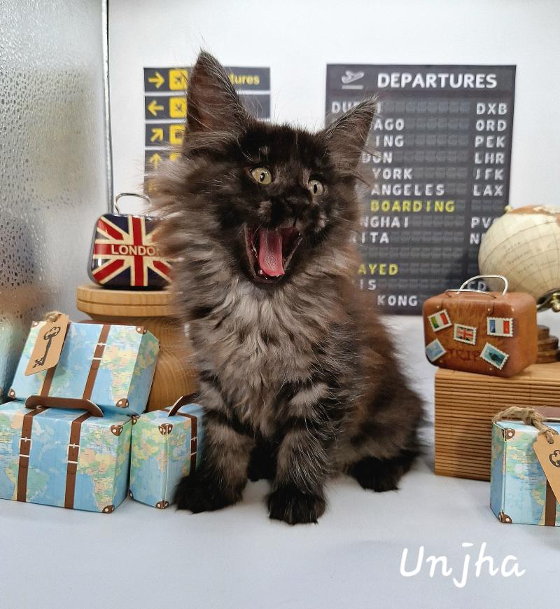 Unjha 🤍 De Ci'Varone Femelle Norvégien