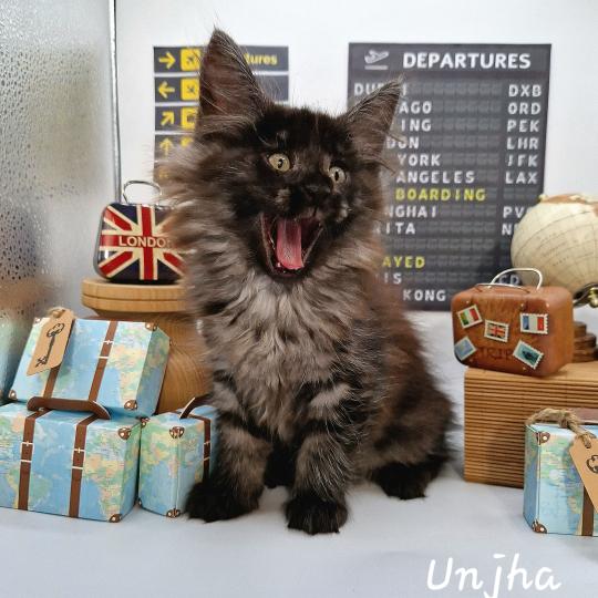 Unjha 🤍 De Ci'Varone Femelle Norvégien