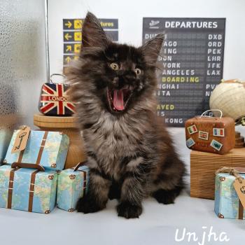 Unjha 🤍 De Ci'Varone Femelle Norvégien