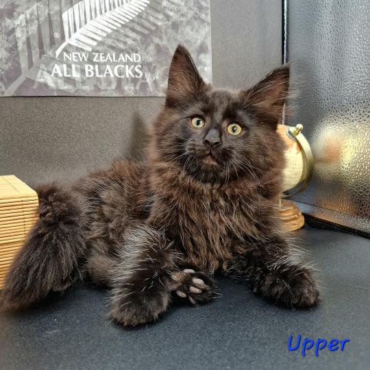 Upper 💙 De Ci'Varone Mâle Norvégien