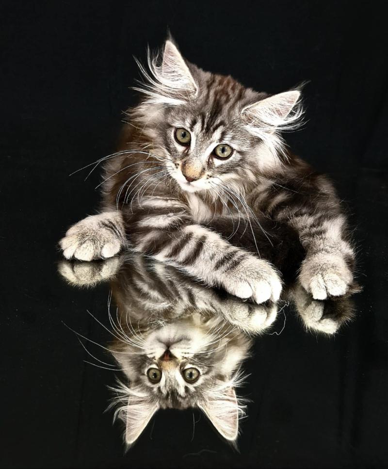 Urane 💗 De Ci'Varone Femelle Norvégien