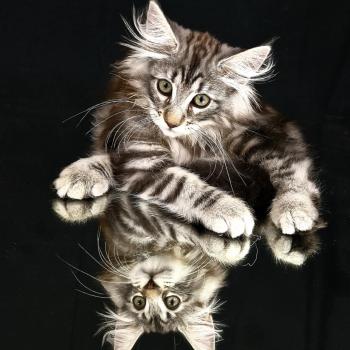 chaton Norvégien black silver blotched tabby Urane 💗 Chatterie de Ci'Varone