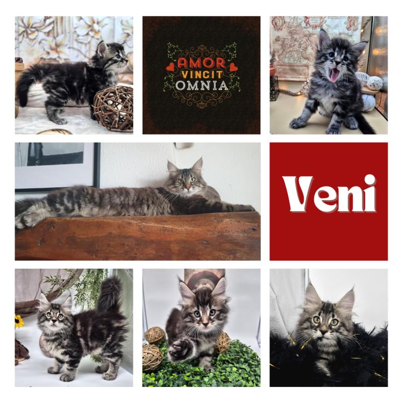 Veni 🖤 De Ci'Varone Mâle Norvégien