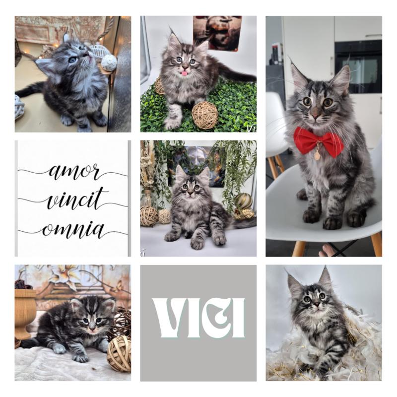 Vici 🤍 De Ci'Varone Mâle Norvégien