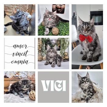 Vici 🤍 De Ci'Varone Mâle Norvégien