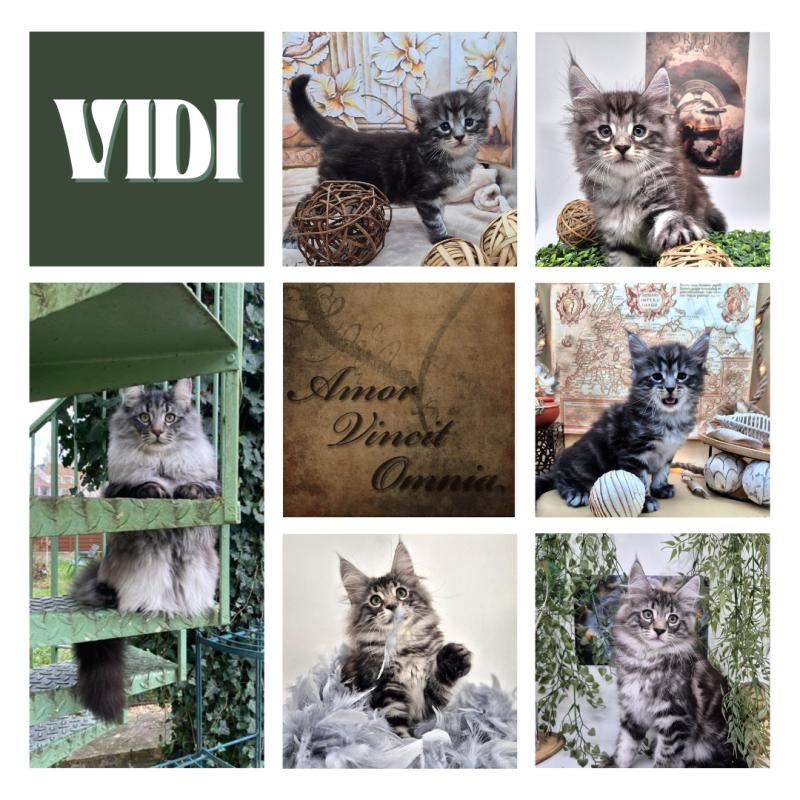 Vidi 🩶 De Ci'Varone Mâle Norvégien