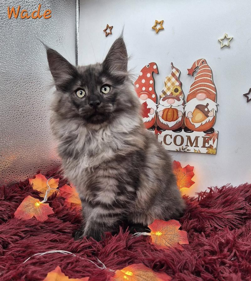 Wade ❤️‍🔥 De Ci'Varone Mâle Norvégien