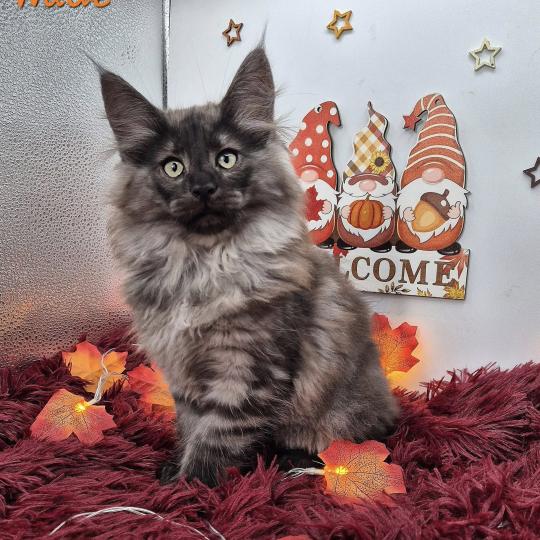 Wade ❤️‍🔥 De Ci'Varone Mâle Norvégien