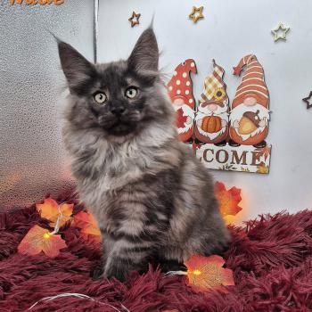 chaton Norvégien black smoke Wade ❤️‍🔥 Chatterie de Ci'Varone