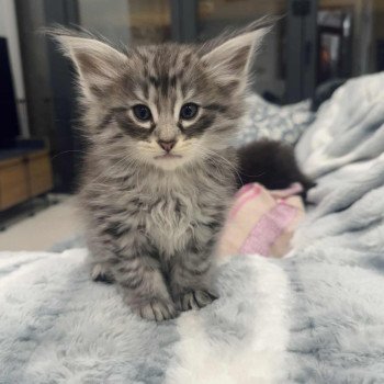 chat Norvégien black silver spotted tabby Wavechild Chatterie de Ci'Varone