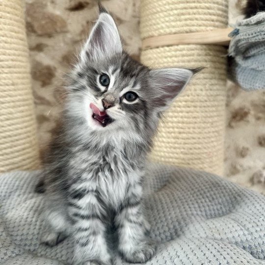 Wavechild🖤 De Velian *ES Mâle Norvégien