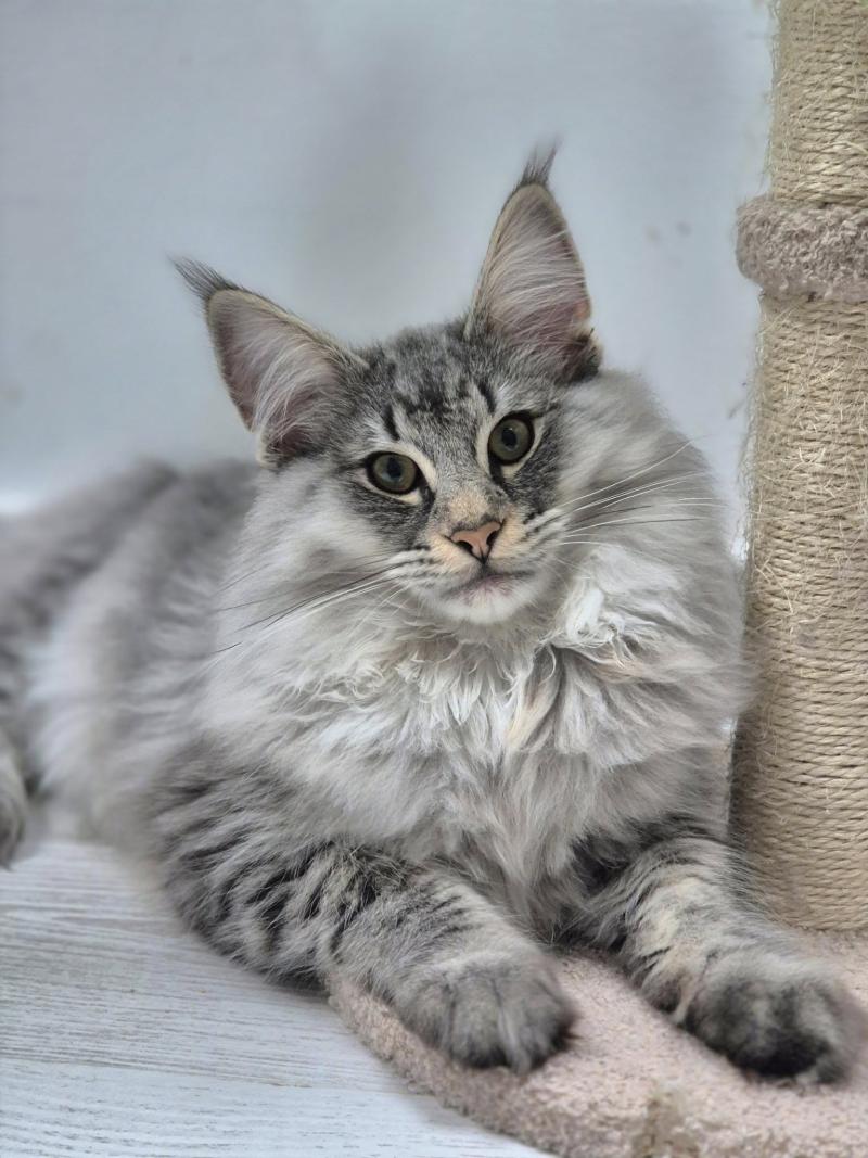 Wavechild🖤 De Velian *ES Mâle Norvégien