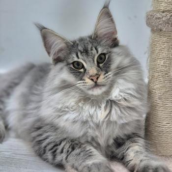 chat Norvégien black silver spotted tabby Wavechild🖤 Chatterie de Ci'Varone