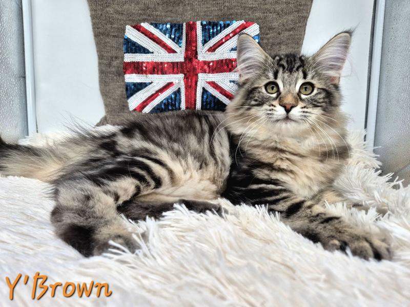 Y' Brown 🧡 De Ci'Varone Femelle Norvégien