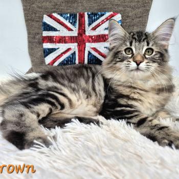 chaton Norvégien brown blotched tabby Y' Brown 🧡 Chatterie de Ci'Varone