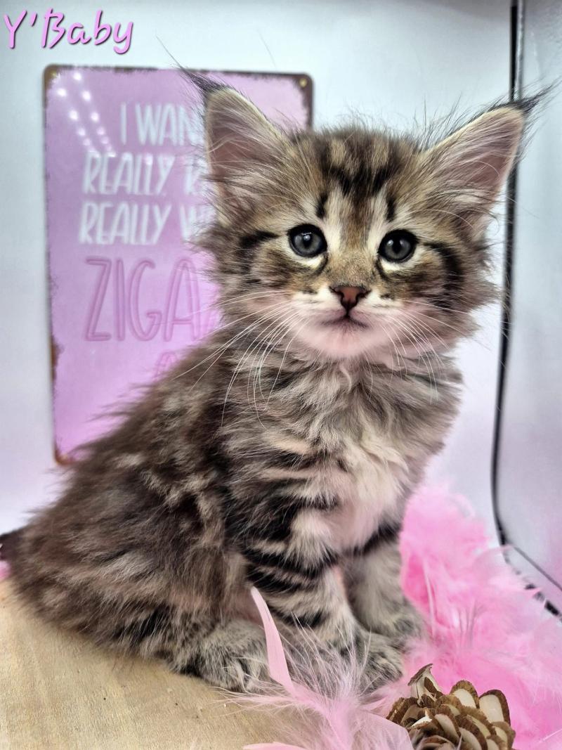 Y'Baby 💗 De Ci'Varone Femelle Norvégien