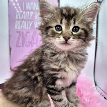 chaton Norvégien brown blotched tabby Y'Baby 💗 Chatterie de Ci'Varone