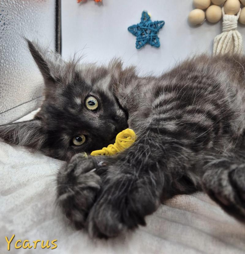 Ycarus 💛 De Ci'Varone Mâle Norvégien