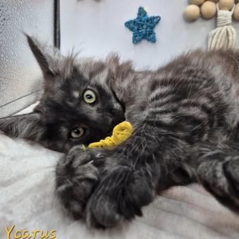 chaton Norvégien black smoke Ycarus 💛 Chatterie de Ci'Varone