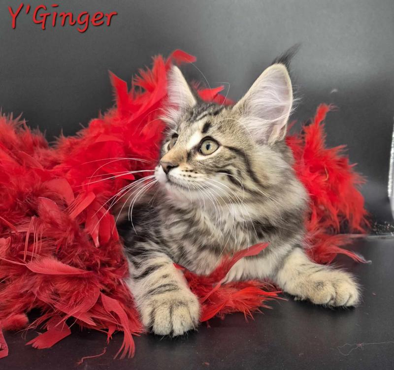 Y'Ginger ❤️ De Ci'Varone Femelle Norvégien