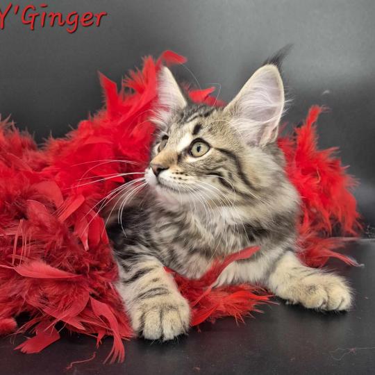 Y'Ginger ❤️ De Ci'Varone Femelle Norvégien