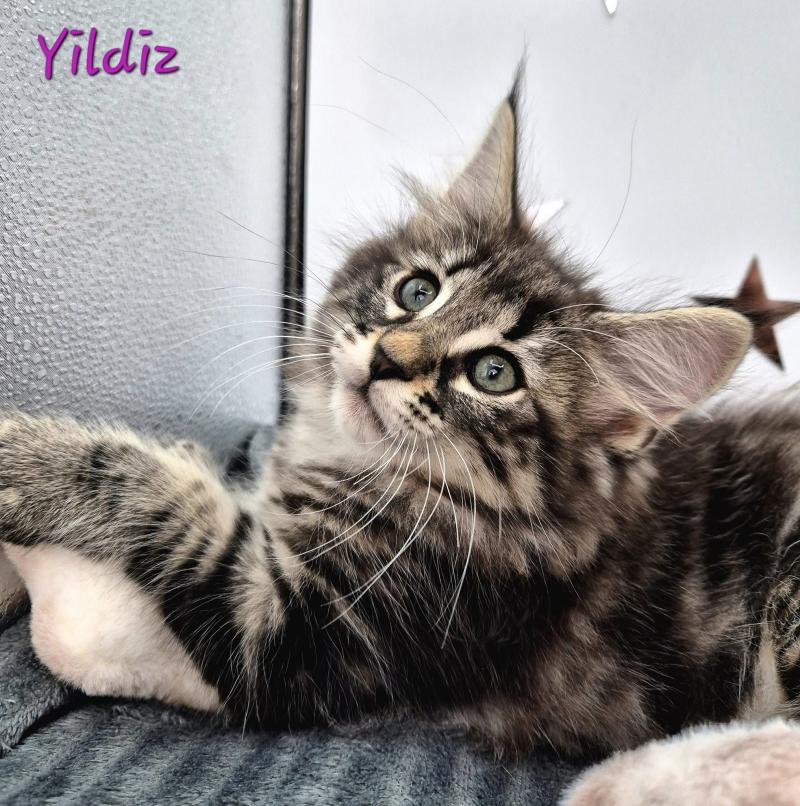 Yildiz 💜 De Ci'Varone Femelle Norvégien