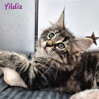 chaton Norvégien brown blotched tabby Yildiz 💜 Chatterie de Ci'Varone