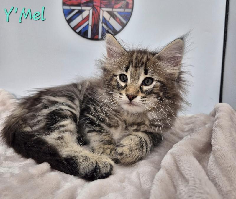 Y'Mel 💙 De Ci'Varone Femelle Norvégien