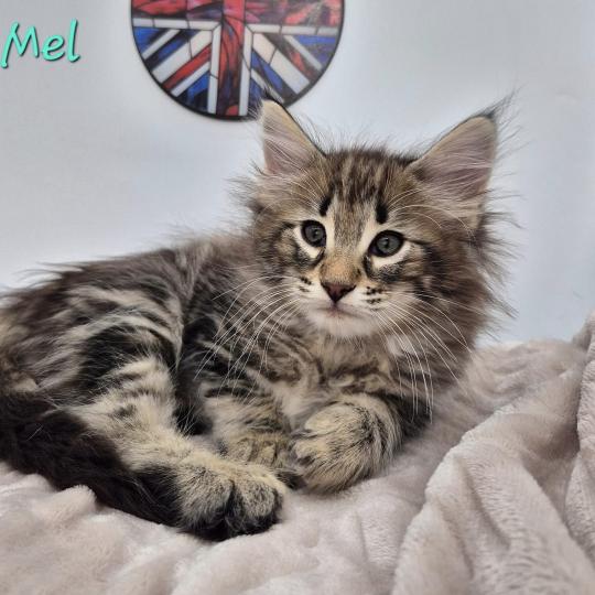 Y'Mel 💙 De Ci'Varone Femelle Norvégien