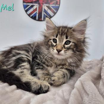 chaton Norvégien brown blotched tabby Y'Mel 💙 Chatterie de Ci'Varone