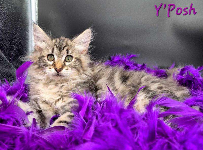 Y'Posh 💜 De Ci'Varone Femelle Norvégien